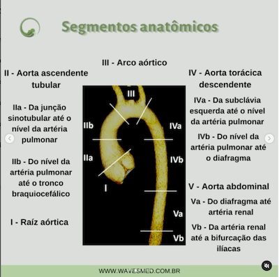 Segmentos anatomia aorta Wavesmed