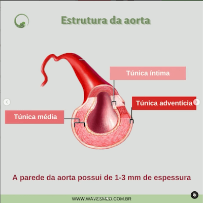 Estrutura aorta anatomia aorta Wavesmed